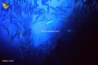 Malpelo mercredi 31 décembre 1969 18:00:00 