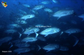 Malpelo mercredi 31 décembre 1969 18:00:00 