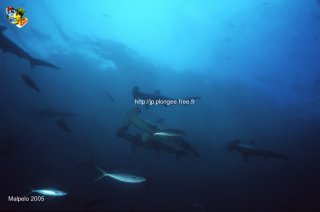 Malpelo mercredi 31 décembre 1969 18:00:00 