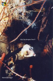 Martinique