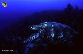 Martinique