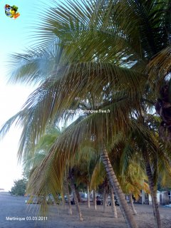 Martinique