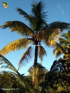 Martinique
