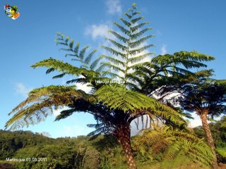 Martinique