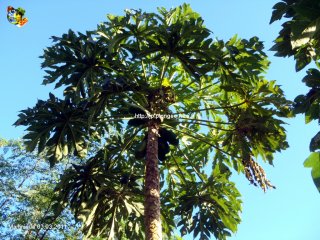 Martinique
