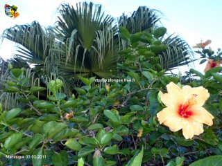 Martinique