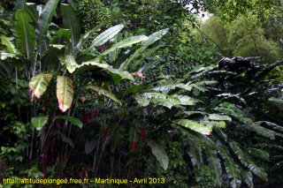 Martinique dimanche 21 avril 2013 21:34:15 