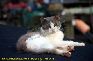 Martinique dimanche 21 avril 2013 22:42:57 