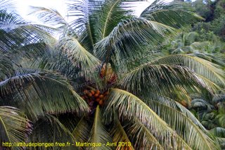 Martinique dimanche 21 avril 2013 22:48:37 