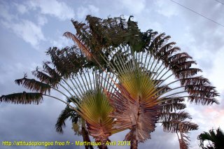 Martinique dimanche 21 avril 2013 23:18:26 