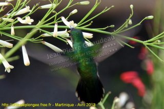 Martinique mercredi 24 avril 2013 12:24:21 