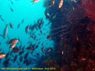 web-martinique-2013-ssm-20153525