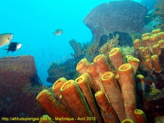 web-martinique-2013-ssm-20155337