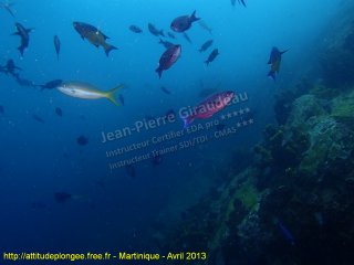 web-martinique-2013-ssm-27163425