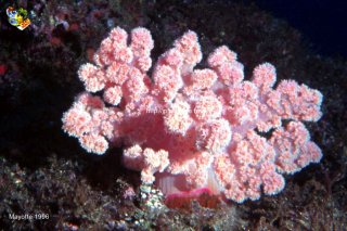 web-mayotte-ssm-96-0031b