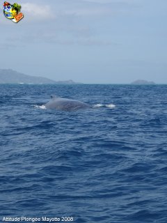 Mayotte mercredi 13 août 2008 09:41:06 