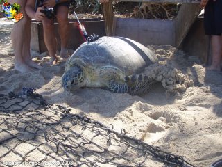 Mayotte vendredi 8 août 2008 12:02:11 