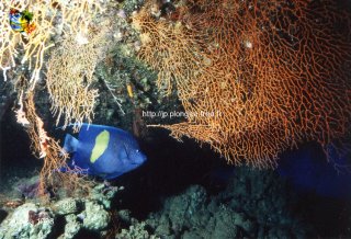 Mer-rouge