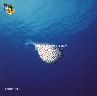 Mer-rouge