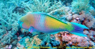 Mer Rouge Août 2017 jeudi 17 août 2017 04:52:07 