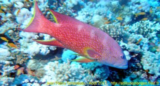 Mer Rouge Août 2017 dimanche 20 août 2017 04:48:40 