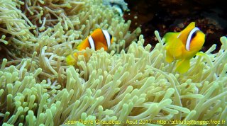 Mer Rouge Août 2017 dimanche 13 août 2017 23:57:10 