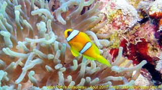 Mer Rouge Août 2017 lundi 14 août 2017 19:46:06 