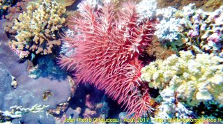 Mer Rouge Août 2017 dimanche 20 août 2017 05:08:04 