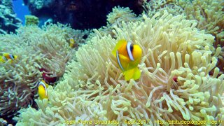 Mer Rouge Août 2017 dimanche 13 août 2017 23:56:22 