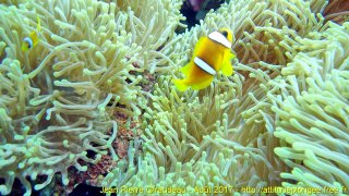 Mer Rouge Août 2017 dimanche 13 août 2017 23:56:48 