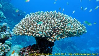 Mer Rouge Août 2017 mercredi 16 août 2017 00:29:00 
