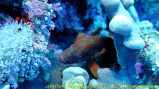 Mer Rouge Août 2017 jeudi 17 août 2017 23:34:34 