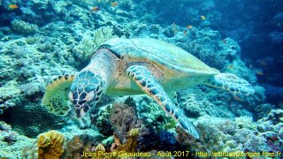 Mer Rouge Août 2017 jeudi 17 août 2017 23:39:40 