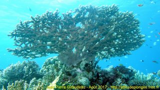 Mer Rouge Août 2017 dimanche 20 août 2017 19:24:54 