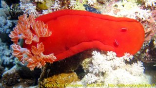 Mer Rouge Août 2017 mercredi 16 août 2017 07:10:10 