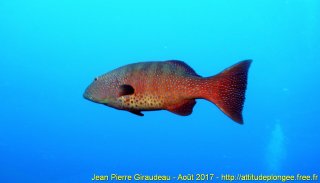 Mer Rouge Août 2017 dimanche 20 août 2017 04:33:30 