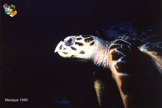 Mexique