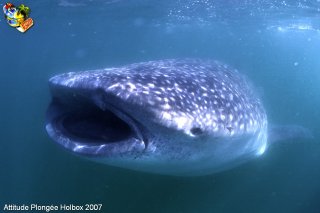 web-holbox-ssm-07-0144