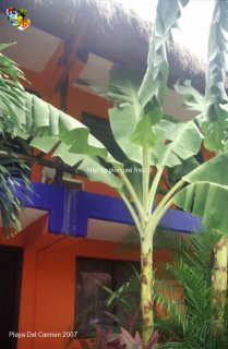Mexique