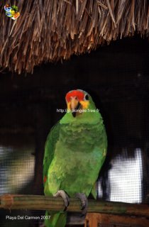 Mexique