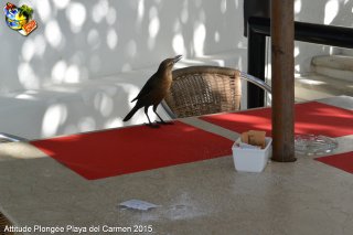 Mexique dimanche 22 février 2015 16:46:24 