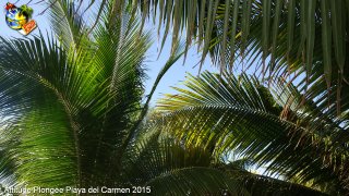 Mexique dimanche 1 mars 2015 11:52:43 