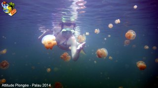 Palau jeudi 27 février 2014 12:13:44 