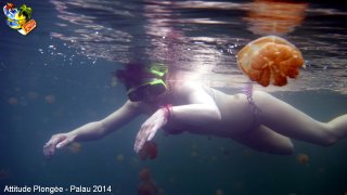 Palau jeudi 27 février 2014 12:16:30 