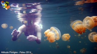 Palau jeudi 27 février 2014 12:16:46 