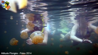 Palau jeudi 27 février 2014 12:18:52 