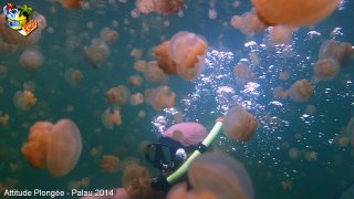 Palau jeudi 27 février 2014 12:21:09 
