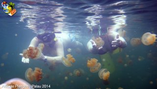 Palau jeudi 27 février 2014 12:18:38 
