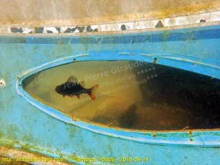 Trélazé dimanche 24 juin 2018 10:21:56 