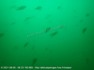 web-p8050040